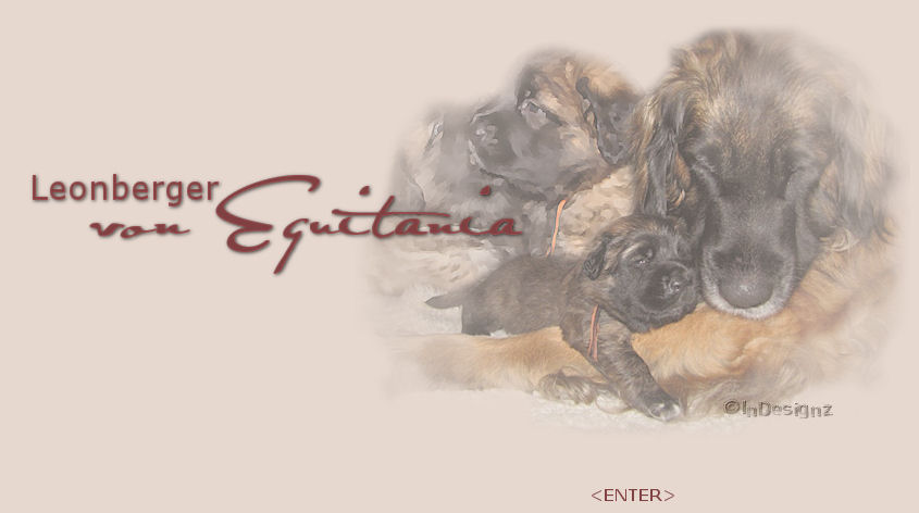 Introbild Leonberger von Equitania